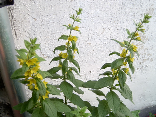 2005-06-08 WederikInBloom