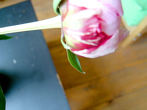 2005-06-28 zBirthdayFlowers2