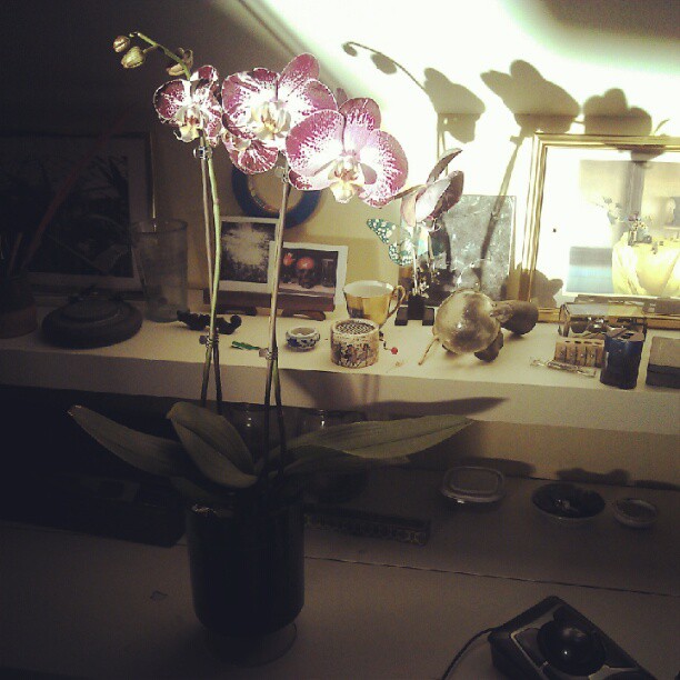 2012-08-27 orchid