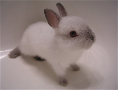FluffyBunny