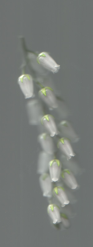 PerisWhiteSpringFlower