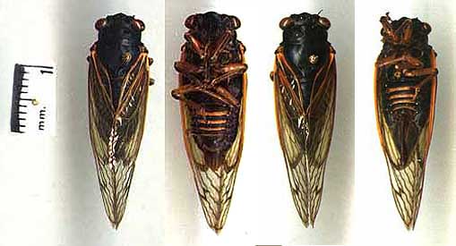 cicada-image1