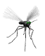 mosquito