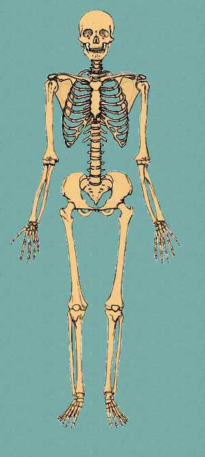 anatomical position skeleton