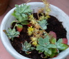 I was given it by Robbe &amp; Christiene Not sure but I believe it's a Sedum Spathulifolium. It grows at an alarming rate.