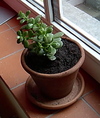 I bought this at the plant store around the corner. Crassula is the latin name.