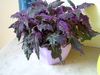 the latin name is Gynura but it is also known as the Velvet Plant or Purple Passion.