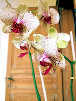 Received yet another orchid from Robbe en Christine. Would love to keep it alive this time.