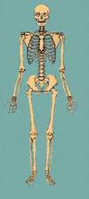 i might need a page dedicated to the skeleton. Or even to start a sub-wiki that is my own anatomy book.