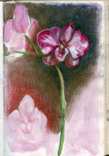 Book44_orchid