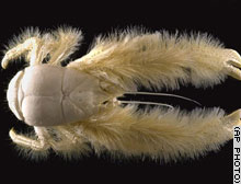 lobster